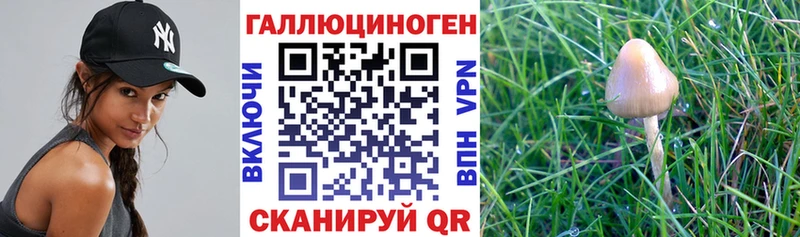 Галлюциногенные грибы Cubensis  магазин    Краснообск 